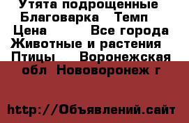 Утята подрощенные “Благоварка“,“Темп“ › Цена ­ 100 - Все города Животные и растения » Птицы   . Воронежская обл.,Нововоронеж г.